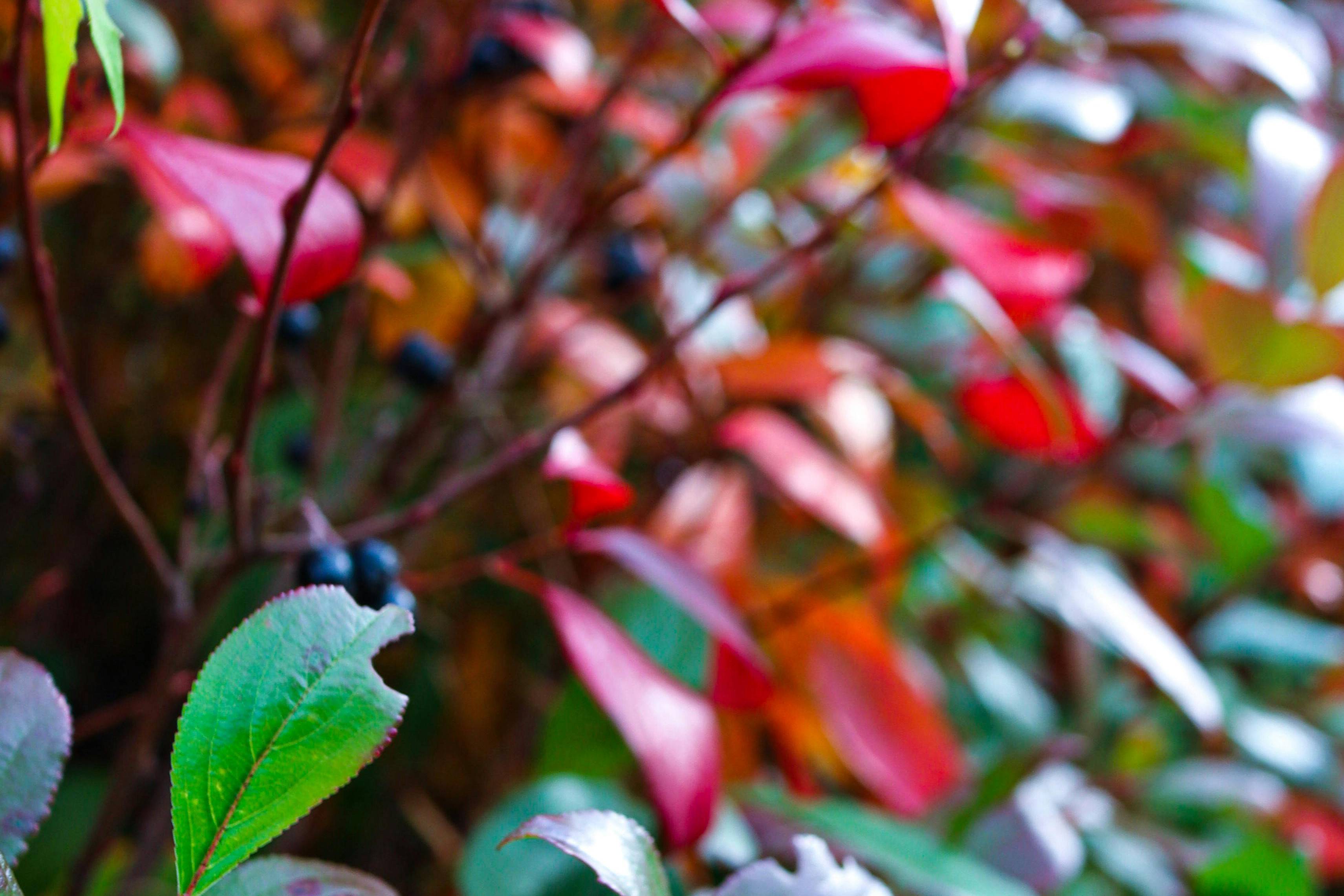 bay leaves antioxidant
