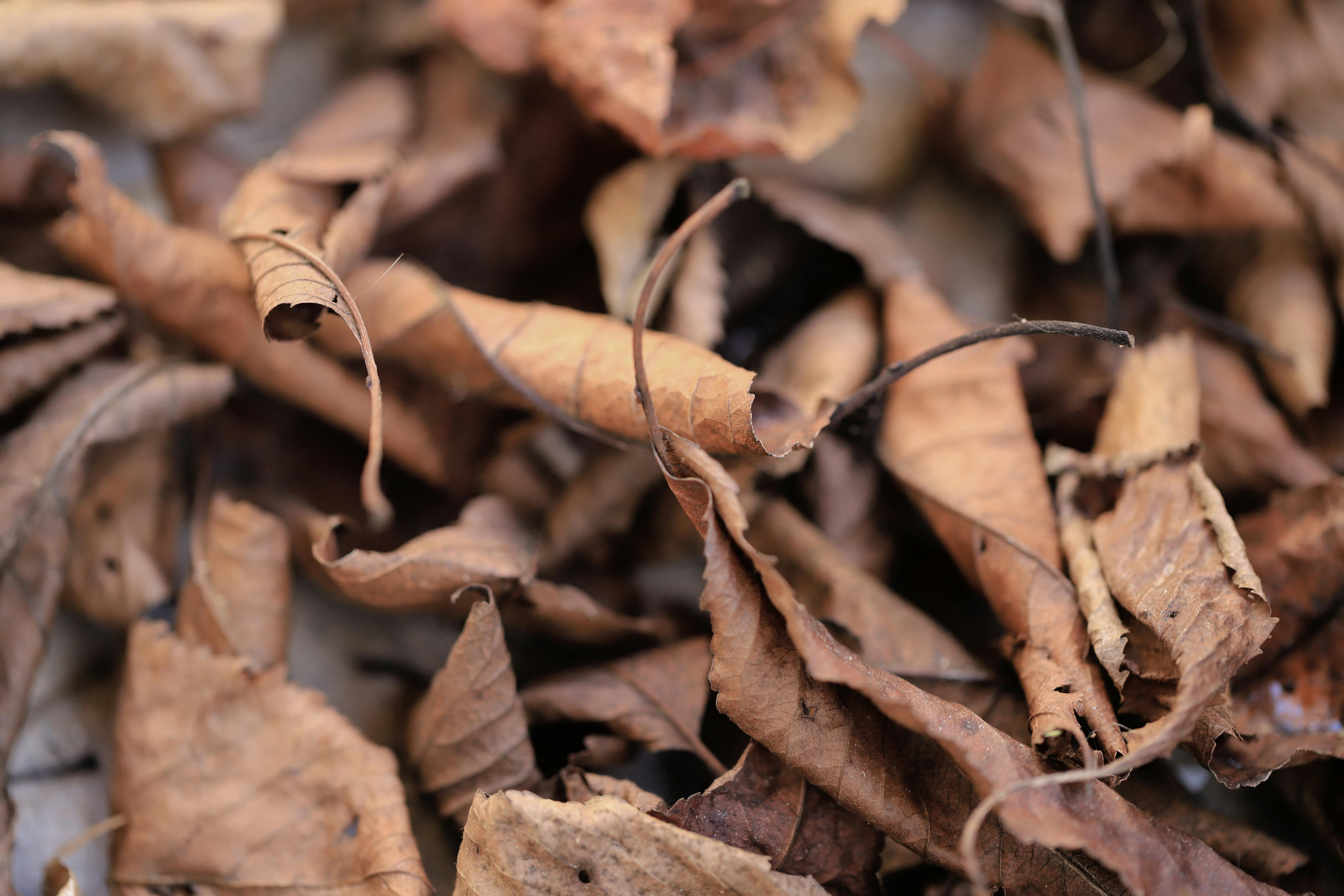 bay leaves drying